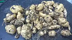 Manchu (Quetschgurke, Knollengurke)