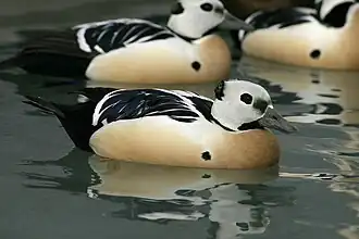 Scheckenten, Männchen