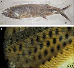 Knochenfisch Thrissops aus der Fossillagerstätte Ettling mit Farberhaltung eines Hautmusters
