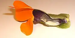 Längsschnitt durch die Blüte