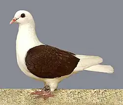 Thüringer Schildtaube, rot