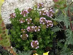 Thymus camphoratus