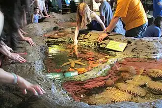 Streichelbecken (Touch Pool)