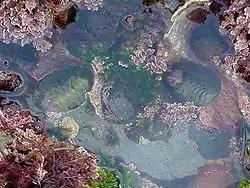 Kleiner Gezeitentümpel mit Käferschnecken, umgeben von Rotalgen (nahe San Diego, Kalifornien, USA).