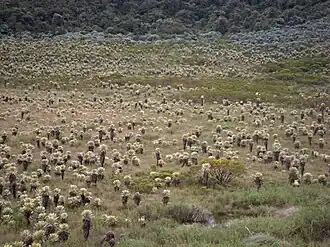 Landschaft von Totoró