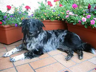 Tiger, Schlag des Altdeutschen Hütehundes