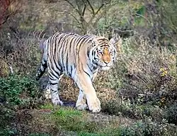 Sibirischer Tiger „Alex“