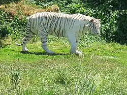 Weißer Tiger (Panthera tigris)