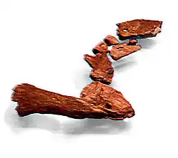 Schultergürtel und Vordergliedmaße