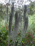 Graue Tillandsie Tillandsia usneoides: wird im Deutschen als „Louisianamoos“ oder „Spanisches Moos“ und im Englischen als „Spanish Moss“ bezeichnet. Hat die Wuchsform einer Bartflechte (daher auch der Artname). Wurde als Verpackungsmaterial verwendet.