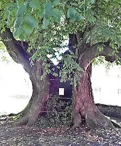 Hohler Stamm mit Streben