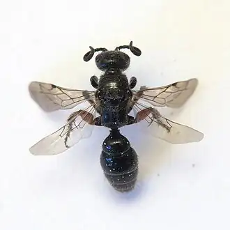 Totes Weibchen mit gerollten Fühlern