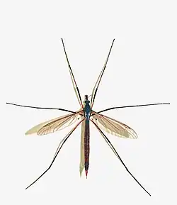 Weibliche Kohlschnake (Tipula oleracea, Weibchen)