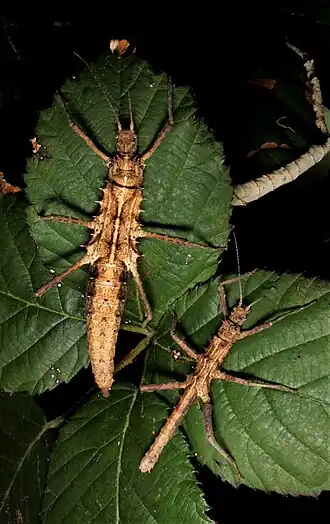 Pärchen von Tisamenus draconinus 'Cagayan'