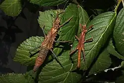 Pärchen von Tisamenus lachesis 'Quezon-Nationalpark'