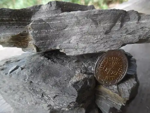 Toarcischer Tonstein von Nontron