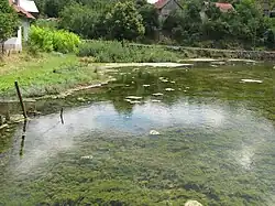 Quellteich der Tonkovićevo vrilo