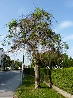 Eine am Eschentriebsterben erkrankte Traueresche an der B 2 in Weilheim in Oberbayern