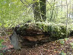 Totholz im Westerholz: Lebensraum für Insekten und Pilze