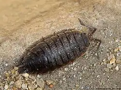 Trachelipus ratzeburgii