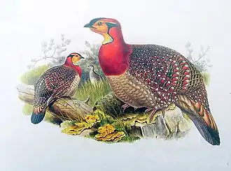 Blythtragopan illustriert von Joseph Wolf