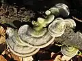 Striegelige Tramete Trametes hirsuta
