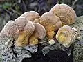 Ockerfarbene oder Vielfarbige Tramete Trametes ochracea
