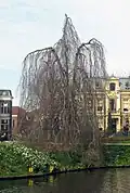 Hänge-Buche am Singel in Leiden