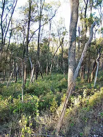 Cadelliawald im Tregole-Nationalpark