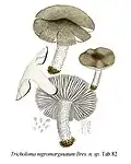 Bresa­dolas Tricho­loma nigro­margi­natum („Icon-Mycol. Vol.2“, Tab. 82)