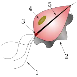 Schema eines Trichomonaden