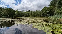 Triebischsee im Tharandter Wald