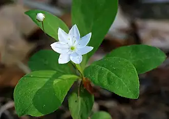 Der Siebenstern (Trientalis europaea) zeigt eine siebenstrahlige Blüte: