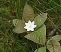 Siebenstern (Chickweed wintergreen)