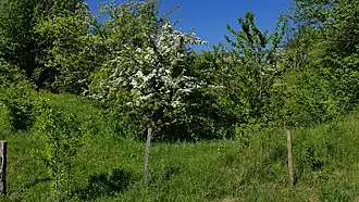 Büsche und blühende Weißdorne