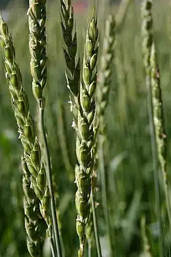 Dinkel (Triticum aestivum subsp. spelta)