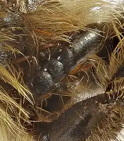 Triungulinus des Violetten Ölkäfers (Meloe violaceus) auf einer Sandbiene der Art Andrena nigroaenea