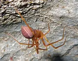 Foto einer Trogloraptor marchingtoni in Hinteransicht an einer Höhlendecke