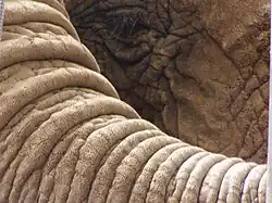 Im Hellen ist die Textur der Elefantenhaut deutlicher sichtbar als im Schatten. Nahaufnahme eines Elefantenrüssels.