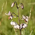 Türkenbund (Lilium martagon)