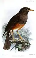 Turdus poliocephalus javanicus Verbreitung: Java