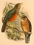 Turdus poliocephalus celebensis Verbreitung: Neuguinea