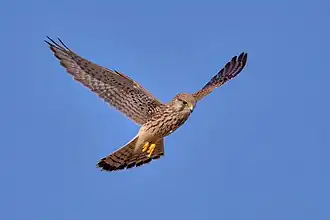 Turmfalke beim Rüttelflug, die Flügel sind maximal gestreckt