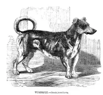 Turnspit Dog (†)