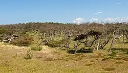 zwischen Sint Maartenszee und Petten, Dünengebiet Pettemerduinen