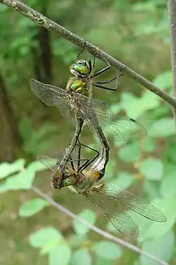 Foto von zwei sich paarenden Libellen