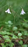 Moosglöckchen (Twinflower)