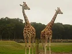 Rothschild-Giraffen