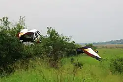 Zwei Kraniche im Flug