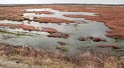 Wiedervernässter Bereich im Zentrum des Moores